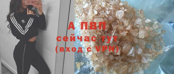 прущие грибы Гусиноозёрск